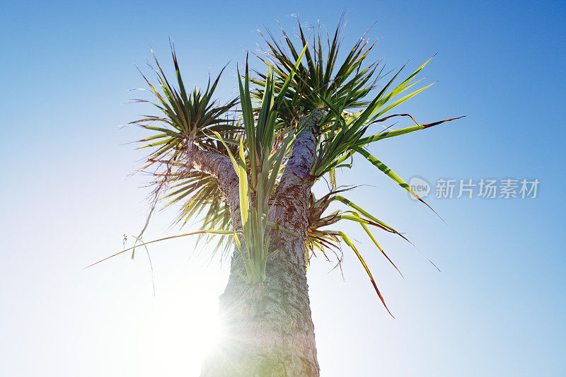 康沃尔纽基，早晨烈日下的棕榈树