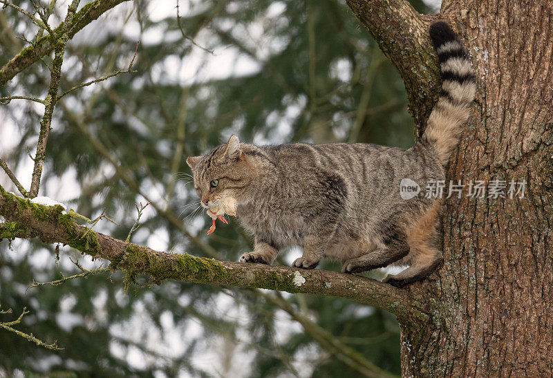 带猎物的欧洲野猫(欧洲野猫)