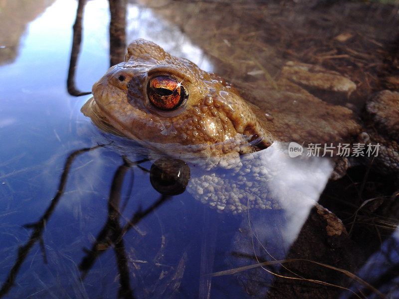 水中常见的蟾蜍(蟾蜍)