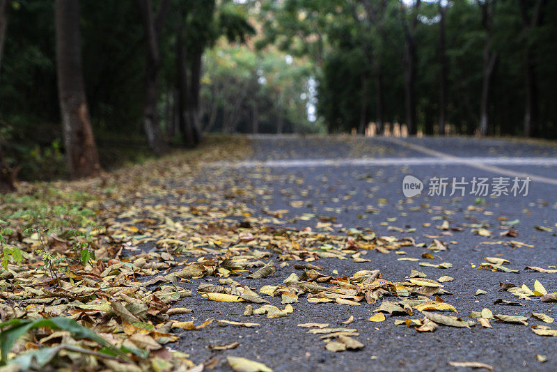 蜿蜒穿过树林的乡间小路