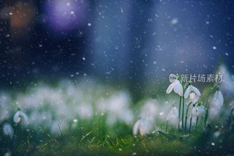 雪花莲在晚雪