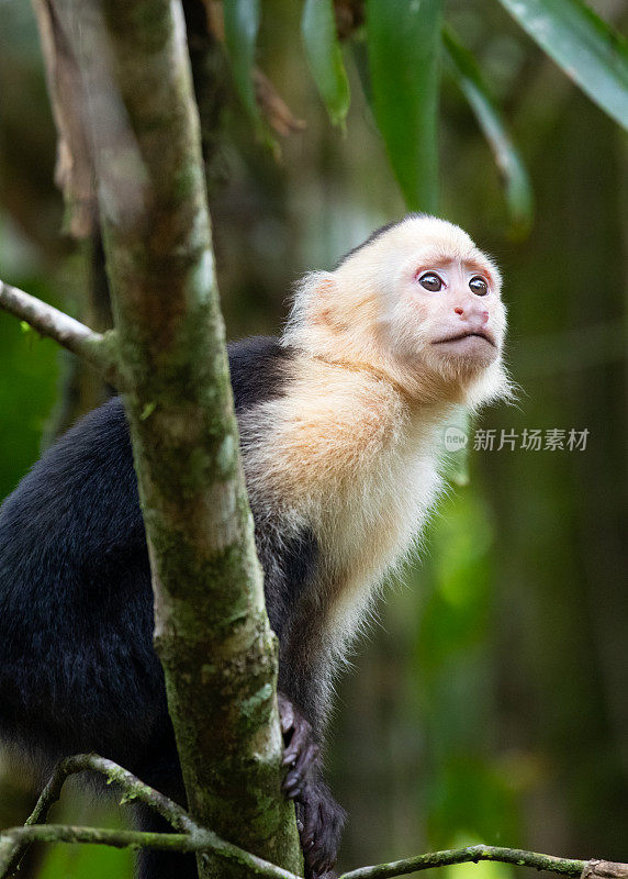 哥斯达黎加托图盖罗国家公园里的白面卷尾猴