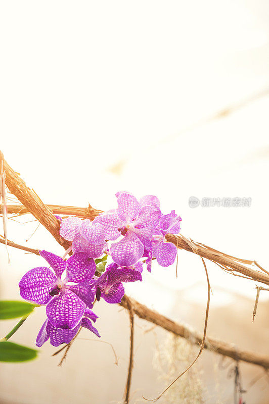 粉色兰花框架