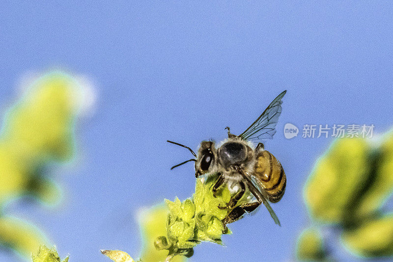 花上的蜜蜂的特写