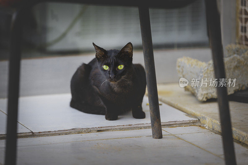 小黑猫在看相机