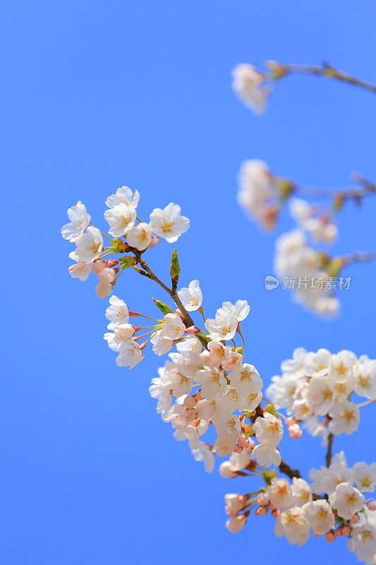 福岛县花宫山泉