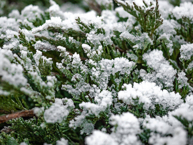 抽象的背景从草覆盖着白霜，白霜在草地上。清晨白霜的冰晶非常华丽，就像雕琢平面的钻石，就像单晶石。冬天的自然背景。
