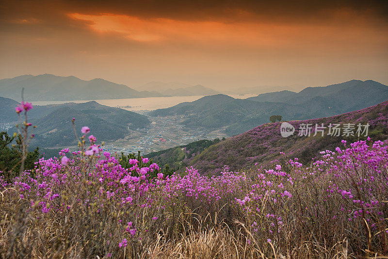 杜鹃花山上日出