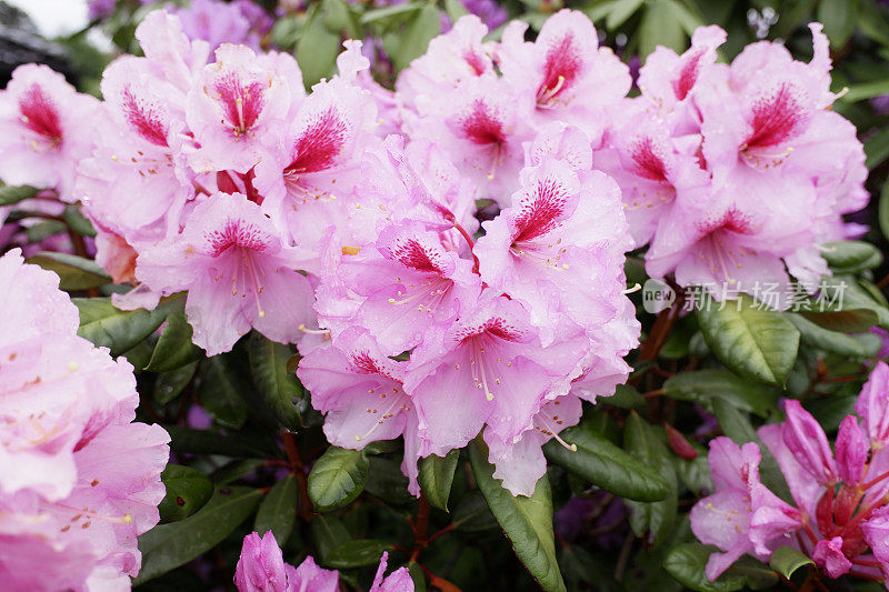 雨后的杜鹃花五彩缤纷