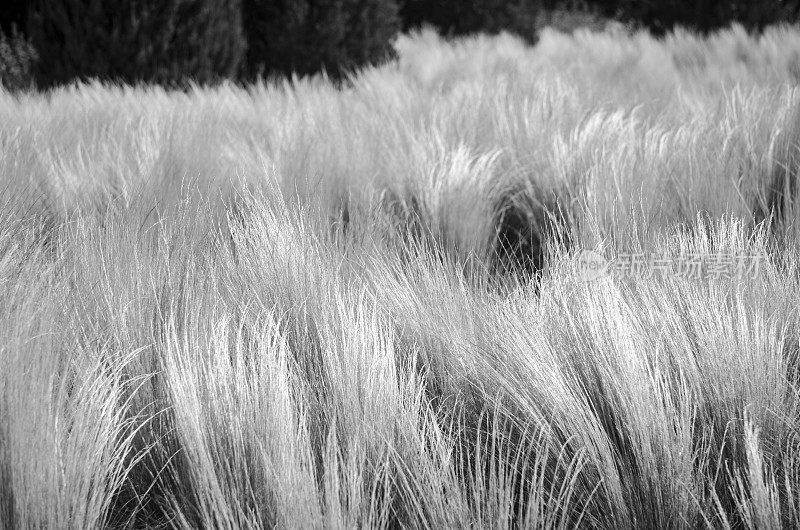 摘要干燥的黄色观赏草在风中吹拂，背景为黑色和白色