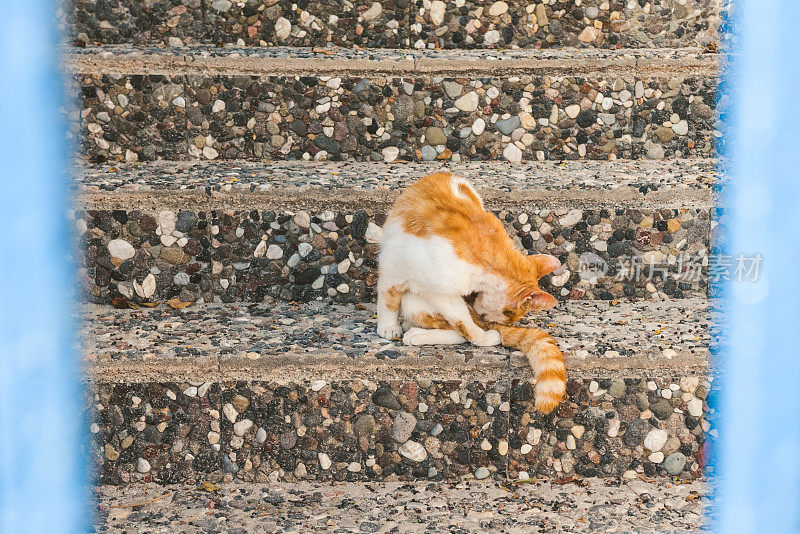 希腊圣托里尼岛，一只橙色的猫在楼梯上自我清洁