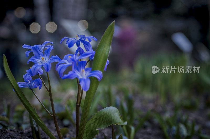 年轻的蓝色鲜花，柔和的焦点，黄昏，夜晚的城市灯光。梦幻浪漫的春天，特写