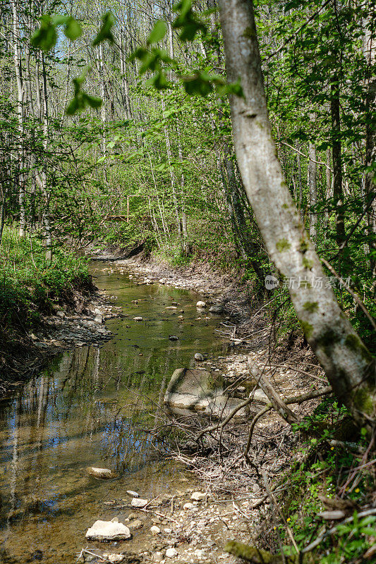 低水位森林中岩石覆盖的河床
