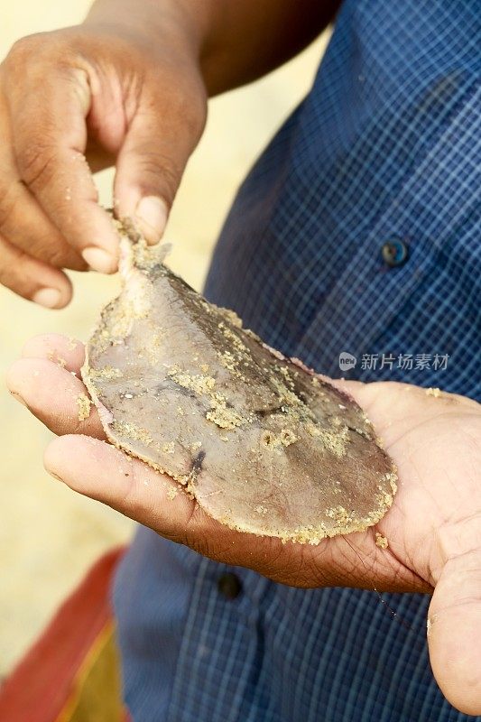 印度喀拉拉邦Kollam，一名男子在海滩上抱着危险的黄貂鱼幼崽