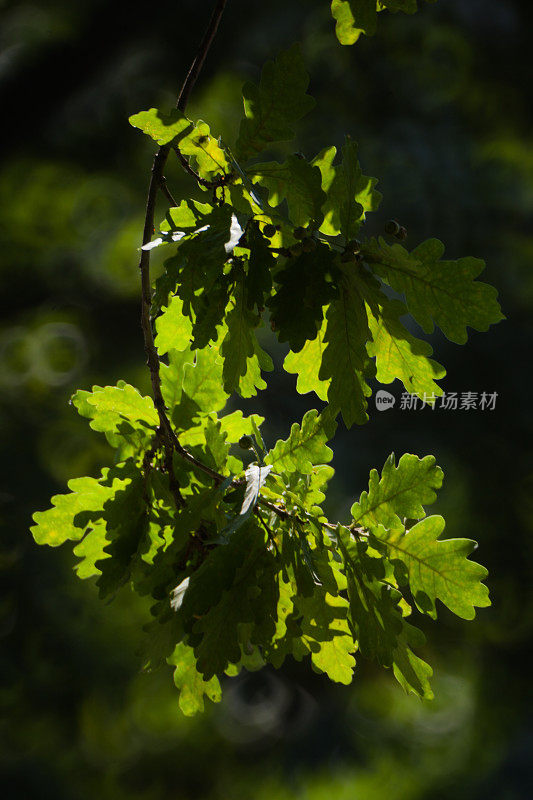 阳光下的橡树叶