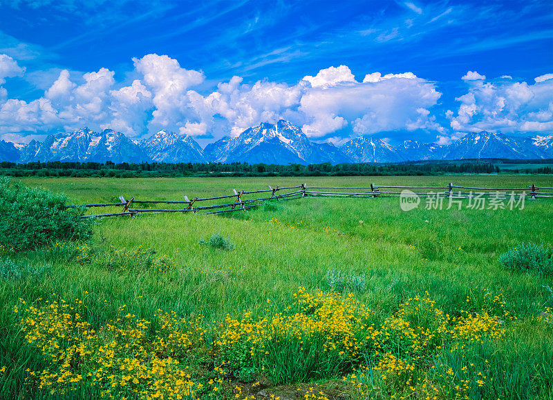 春天的野花在落基山脉，WY