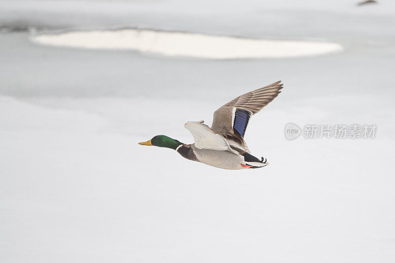 冬末在冰面上飞过的野鸭鸭
