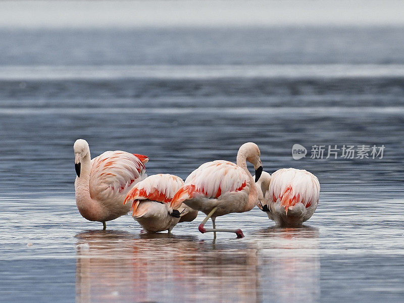 四只智利火烈鸟在浅水中休息