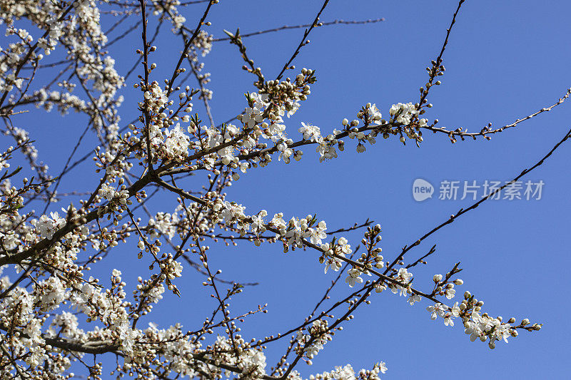 家仆李树-开花的樱桃李树