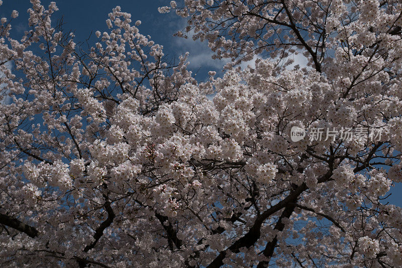 樱花,樱花