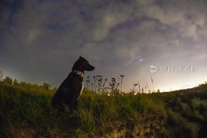 夏天星空背景下的狗的剪影。星星在天空。美丽的夜晚景观。长时间的曝光。银河系。抽象的背景。外太空。宠物。黑狗