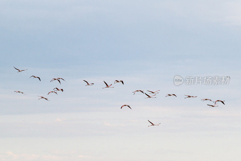 一群火烈鸟飞过波河三角洲