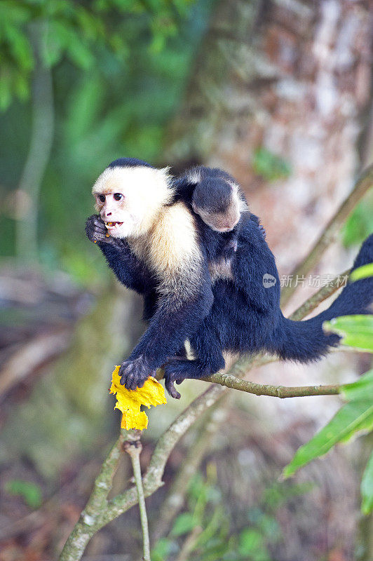 白脸或卷尾猴与睡眠的年轻，曼纽尔安东尼奥国家公园，哥斯达黎加