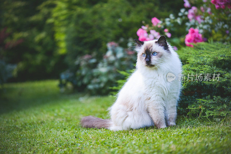 美丽的涅瓦假面舞会猫坐在花园的草坪上