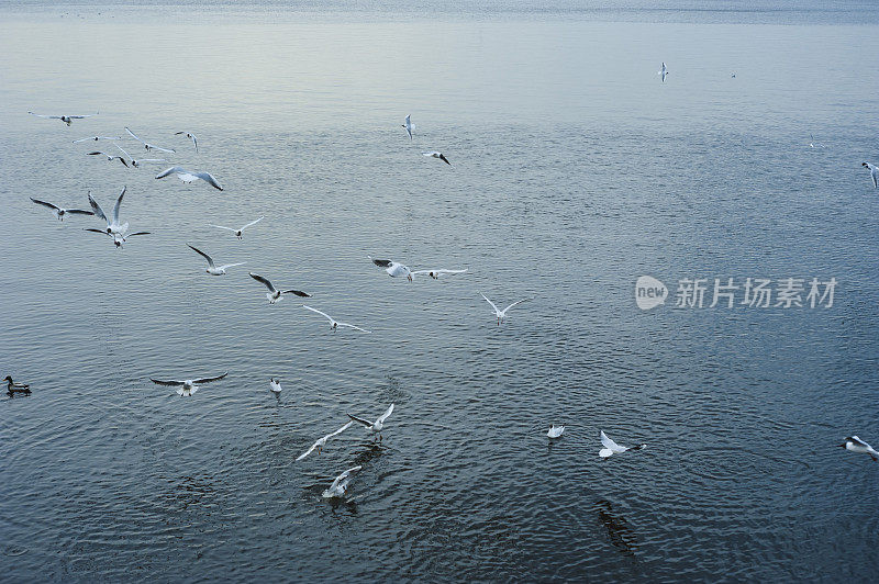 海鸥一群海鸥在海面上飞翔