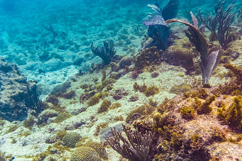 加勒比海热带海洋生物水下珊瑚礁和海洋鱼类