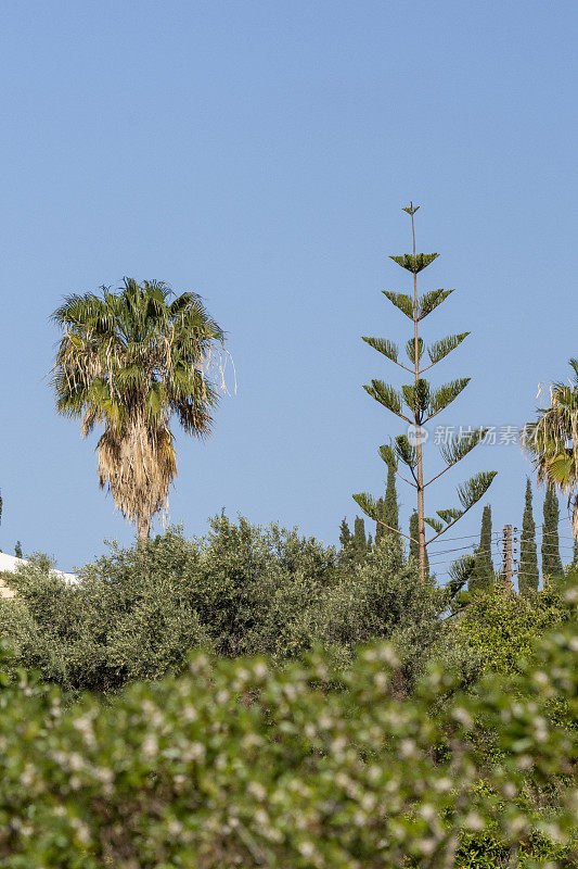 棕榈树和诺福克岛松树在园林绿化，与正常的橄榄树通常看到的历史农业地区冲突