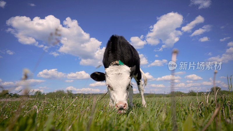 一头小牛在草地上吃草。一头小牛站在草地上吃草。小公牛吃草。