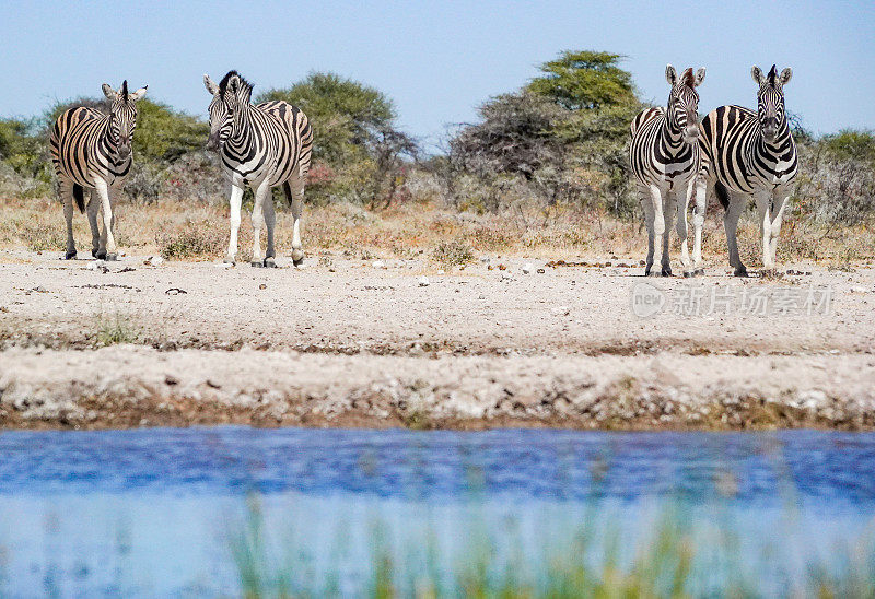 纳米比亚库内内地区埃托沙国家公园的平原斑马