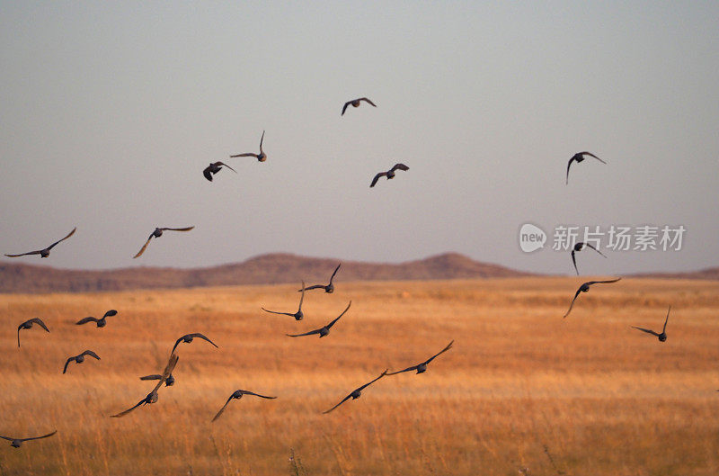 许多鸟儿在纳米比亚黎明时分飞过大草原