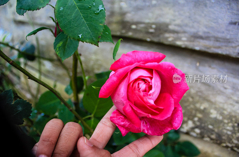 玫瑰花在女性手中的股票照片