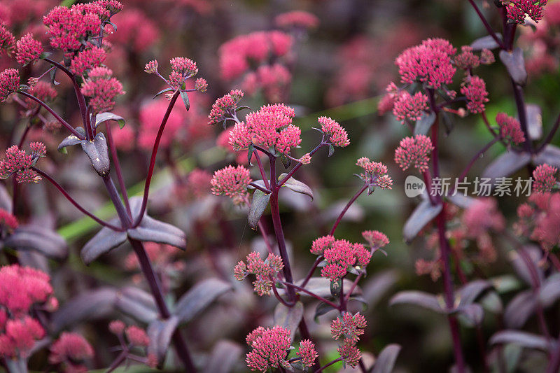 粉红色景天(天竺葵)花盛开