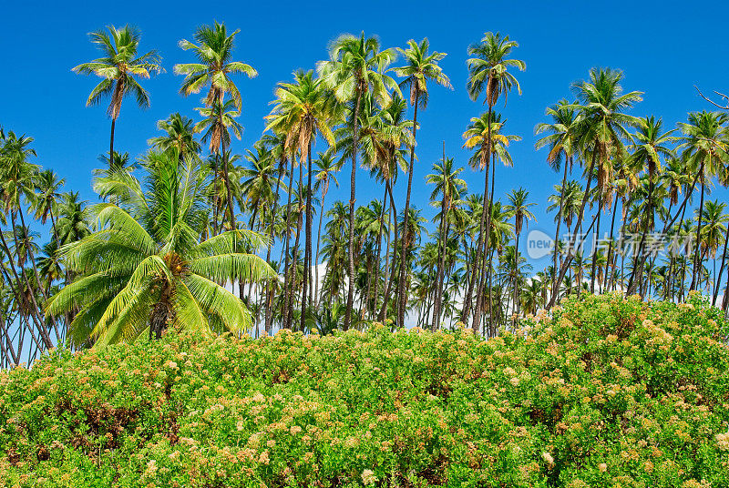 Kapuaiwa椰林位于美丽的夏威夷莫洛凯岛上