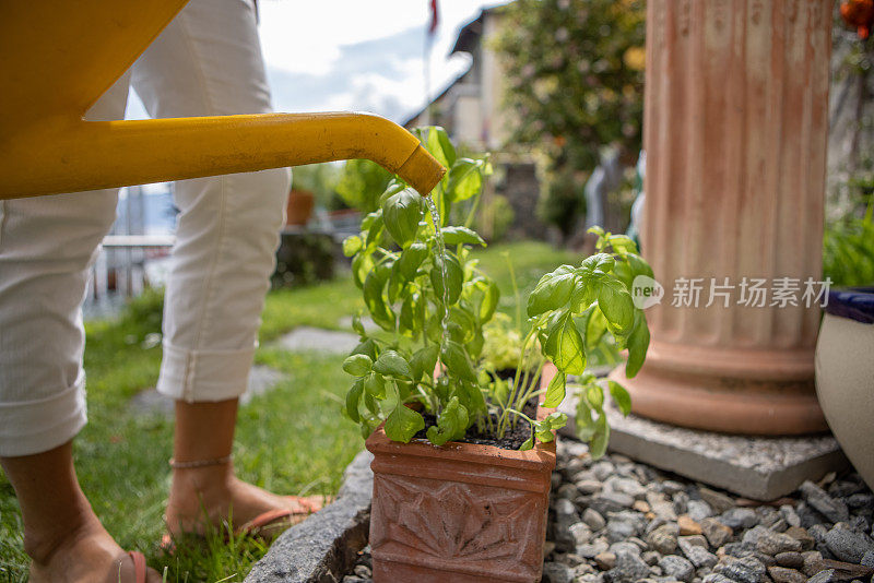 一位女士正在给盆栽植物浇水