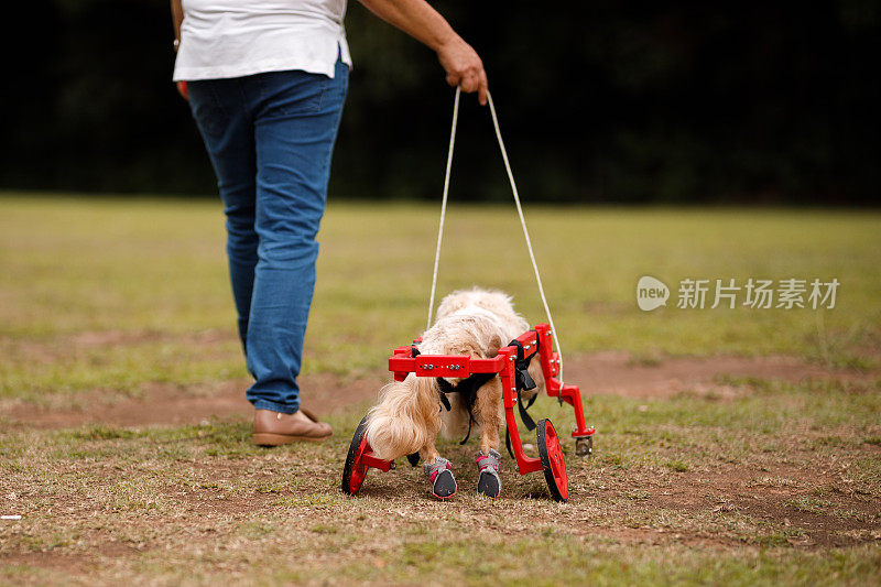 四肢瘫痪的狗狗推着轮椅在公园里散步