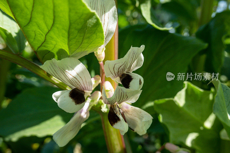 阳光下，菜园子里开花的蚕豆