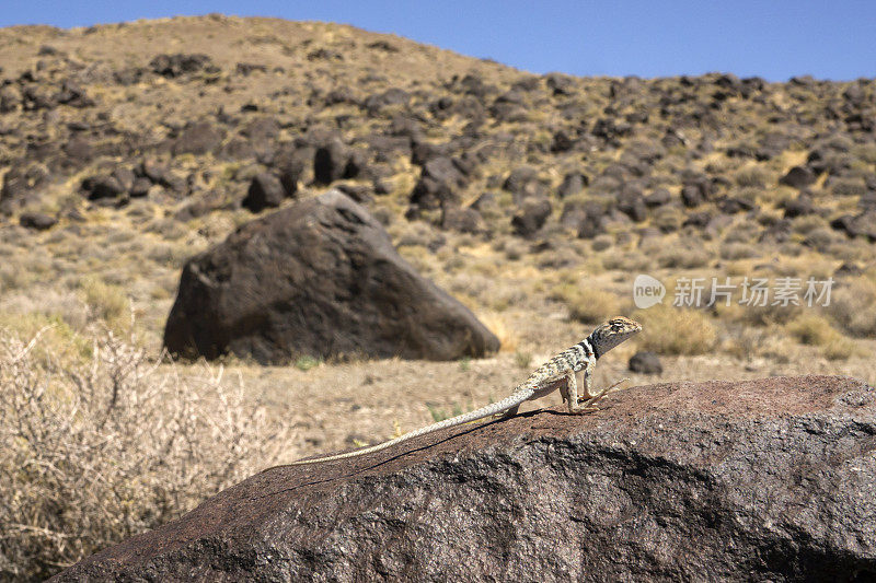 内华达希克森岩画游乐区，有领蜥蜴举脚