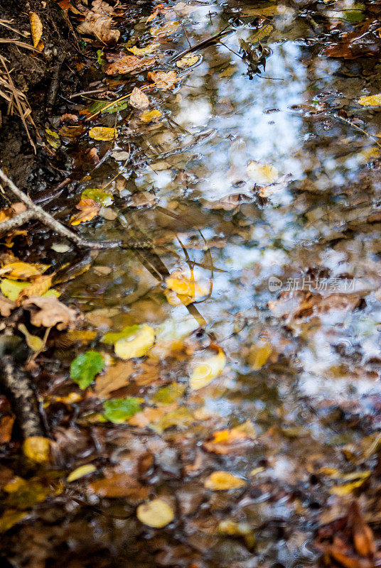 秋林秋雨季节池塘里的彩色落叶
