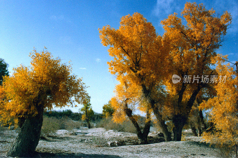 秋天沙漠地区的金叶胡杨
