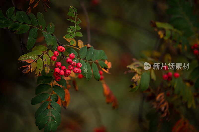 花楸在树枝上扎堆。