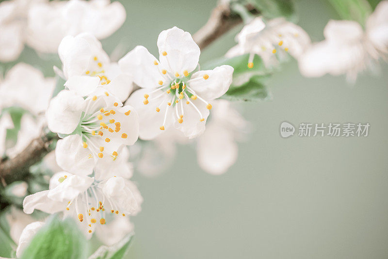 春暖花开的树枝