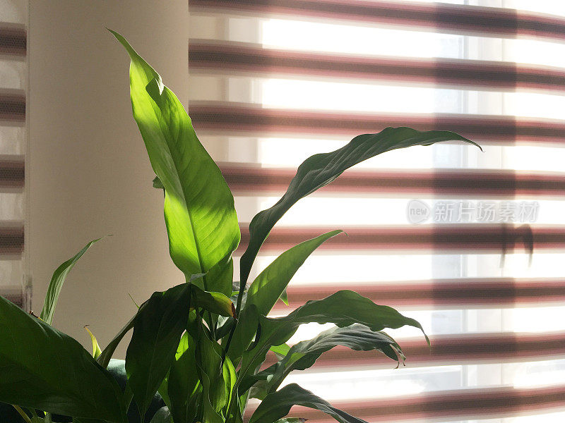 在有阳光反射的窗边种植室内植物