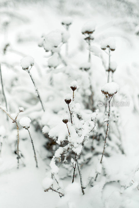 冬天的草被雪覆盖