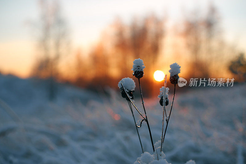 日落时被雪覆盖的干草