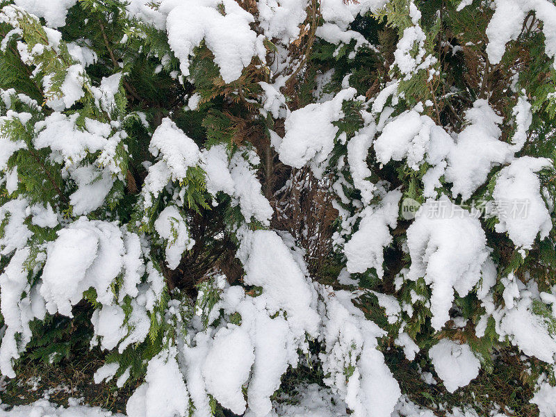 退在雪地里。冬天，绿色而干燥的侧柏灌木丛覆盖着洁白的白雪。