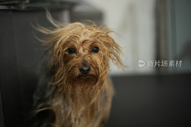 犬类美学中的狗